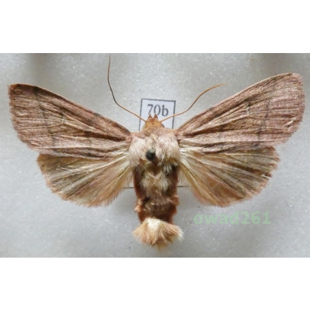 Mythimna turca (Linnaeus, 1761) Czech70b